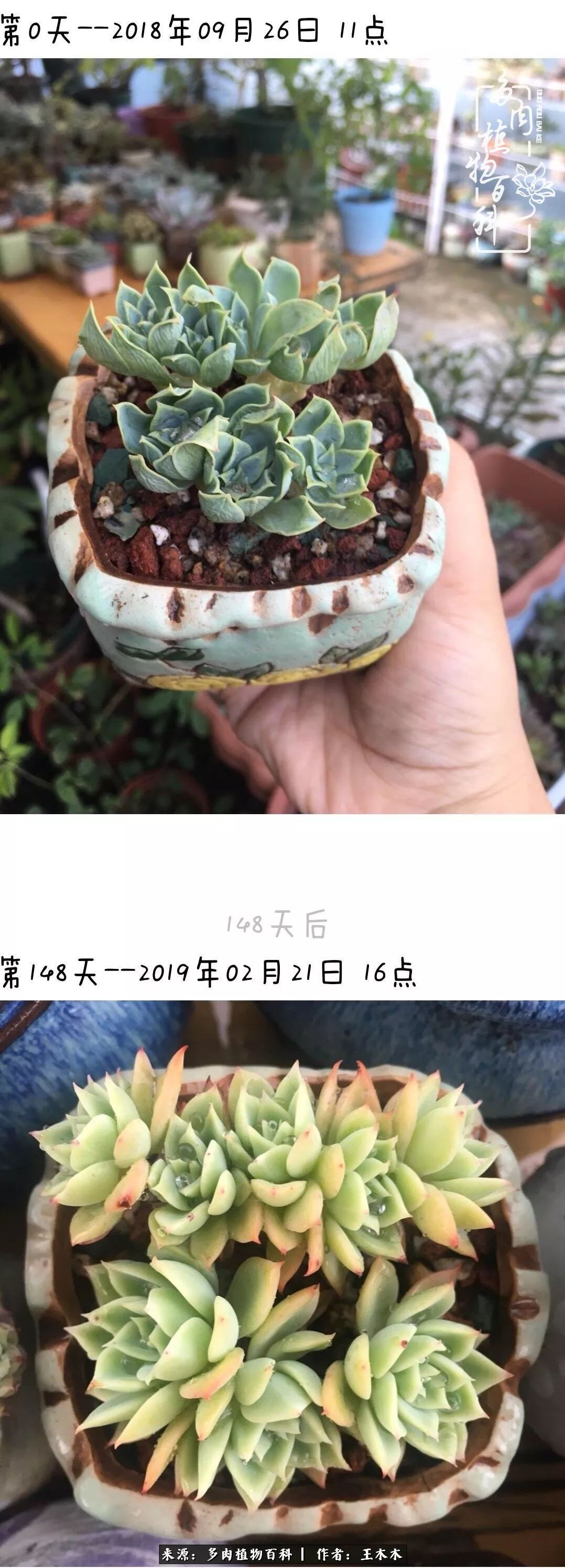 爱上多肉的第三个年头回看励志对比图,感悟岁月静好!