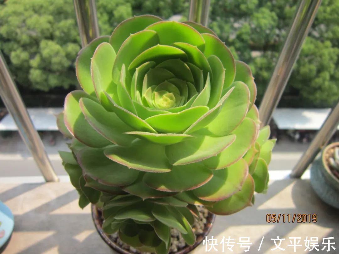 一组逆袭成功的多肉给它时间，它就会给你好看！