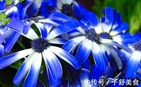 喜欢菊花，不如养盆“菊中精品”悬崖菊，似美人飞舞，美丽妖娆