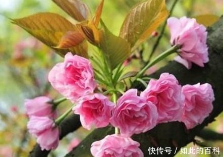 客厅养花别乱养,3种花最合适,最后一种镇宅、聚财又养人!