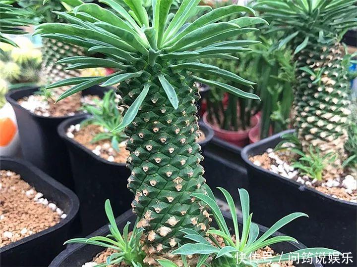 鸾凤玉|今年最火的奇葩多肉,价格这么贵,还有人抢着买!