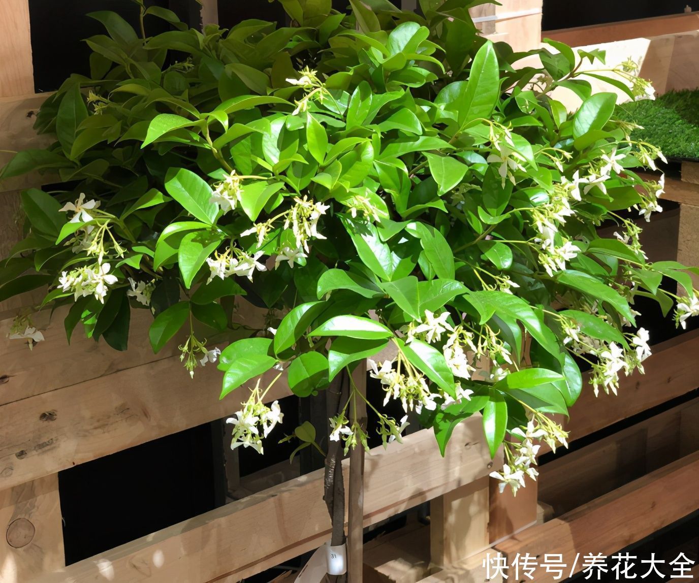 飘香藤|晒不死、热不死的花，越晒花越多，越热长越快