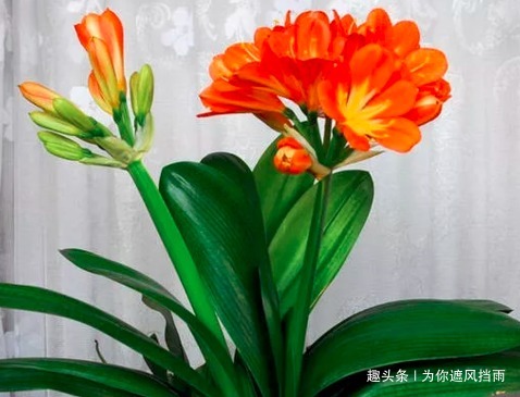 家养君子兰总是难开花养花高手教你轻松养到花开爆满盆
