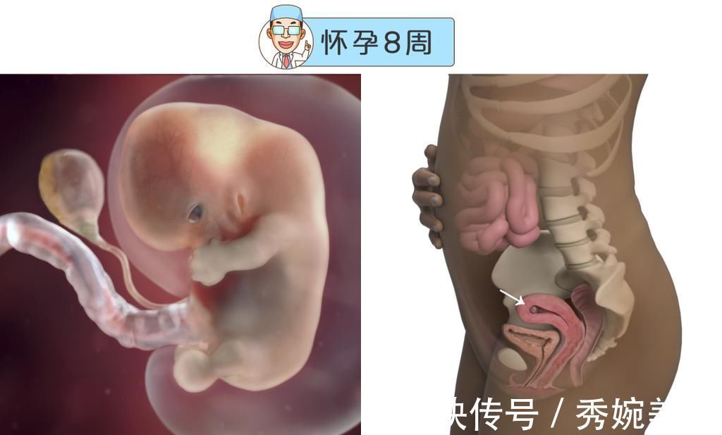 怀孕|最全的怀孕周期图鉴,感受从受精卵到婴儿的神奇变化!