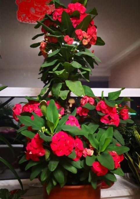 光照|1种“霸气”花,只要有太阳,天天能开花,掌握方法太好养