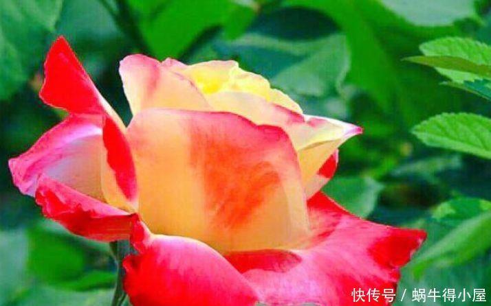 几款艳丽的花卉，漂亮又好闻，气质出众，上档次