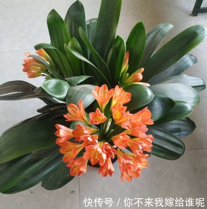 氮肥液|君子兰3大养护难题,一次性给你解决,今年准时开花!