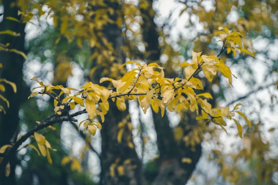醉酒词&李清照11首醉酒词,饮尽一生喜乐悲欢