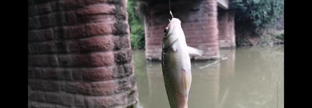 鱼钩|野钓时时有惊喜,闷杆钓居然上奇货,惊喜惊喜