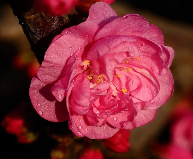 忘了菊花!养盆“小桃红”,酷似“梅花”,耐寒耐旱,好养易爆盆