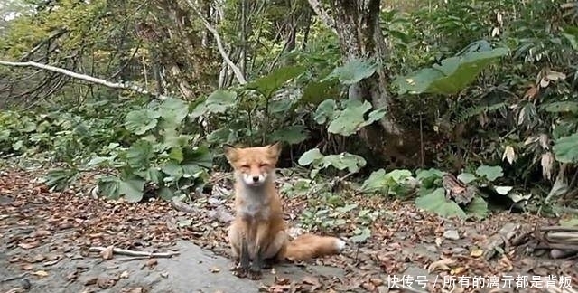 山溪钓鱼，一只狐狸流着口水紧紧地跟着