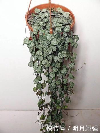 4种小小的多肉居然能养出瀑布效果,怎么做到的?今天就来学一学