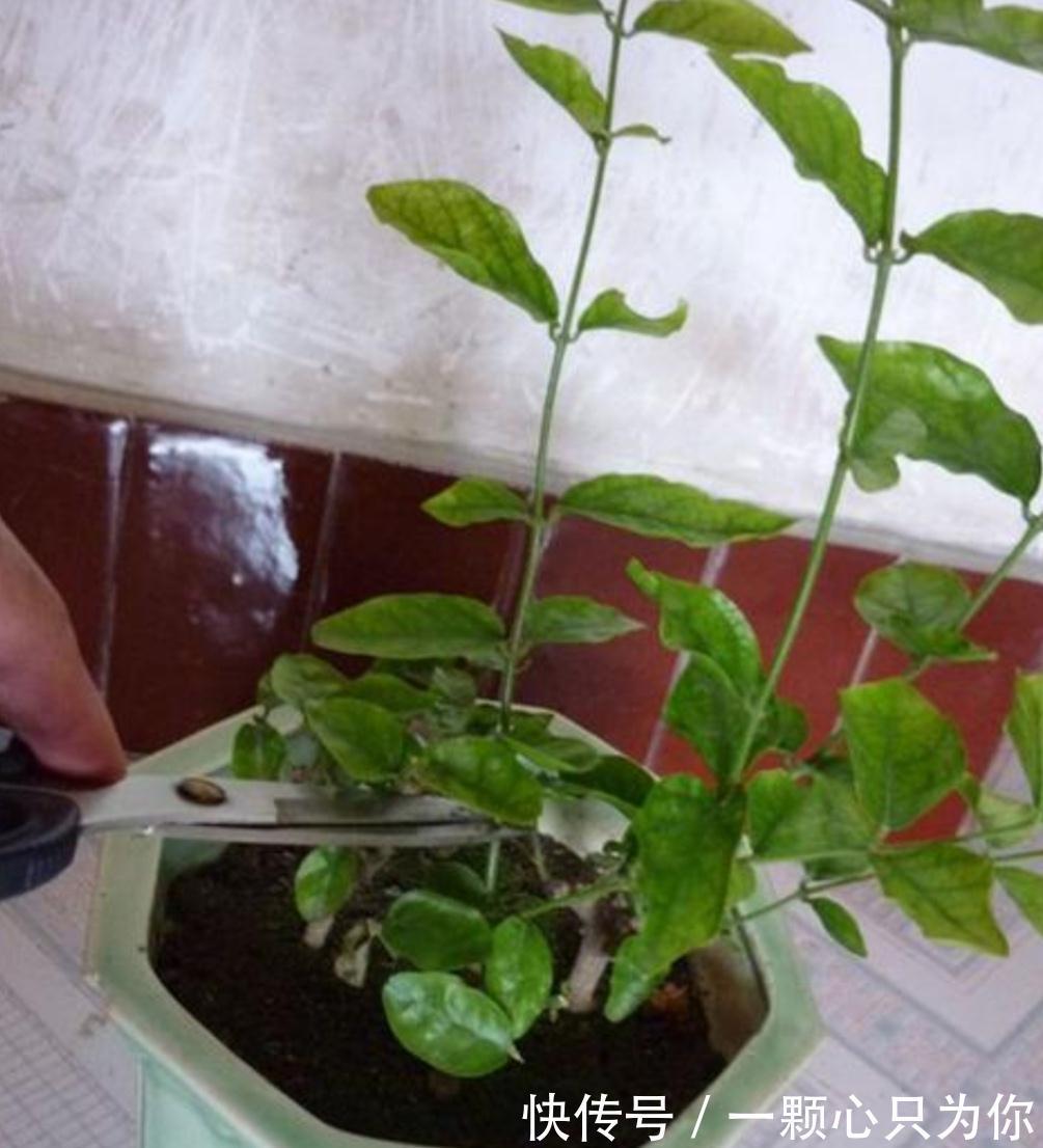 秋天养茉莉,3个“要点”要牢记,不然黄叶,落叶子,拖拉一米长