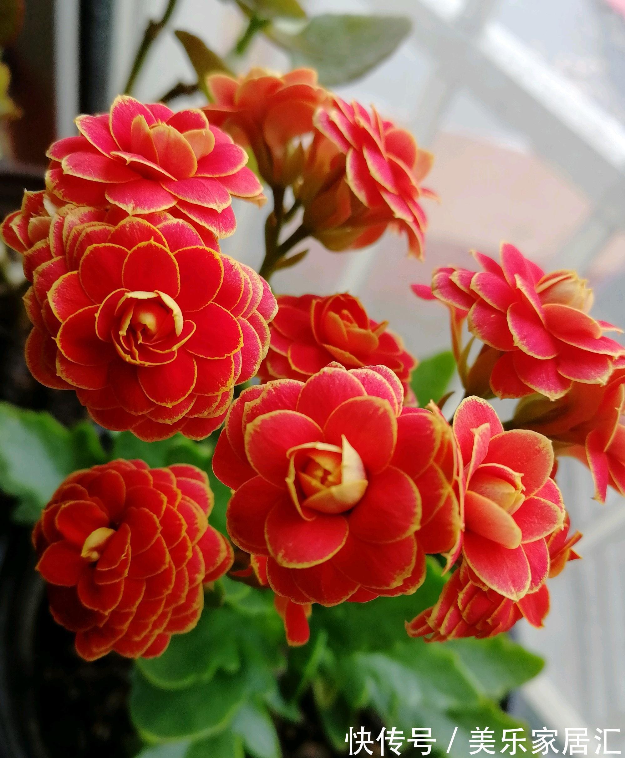 阳台|阳台养花,养棵日内瓦吧,美丽又喜庆,三季花开,冬天也灿烂