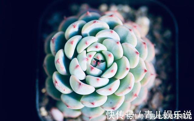 意境|10款意境深远的蓝色系多肉!养成老桩美呆了!越养越爱!