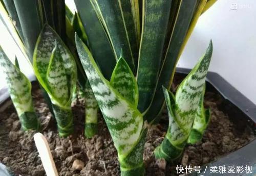 打开虎皮兰这个神秘机关,疯狂冒芽摁不住,简直把盆撑炸