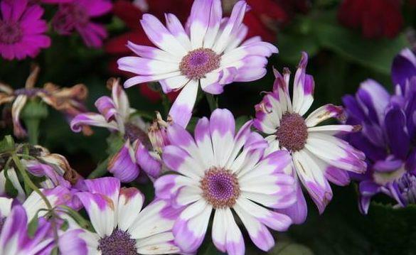 4种花很好养,沾土就活,随便养养一样开花一簇簇