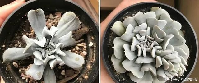 快枯死的绿植在大神手下起死回生,对比图超治愈又励志哇