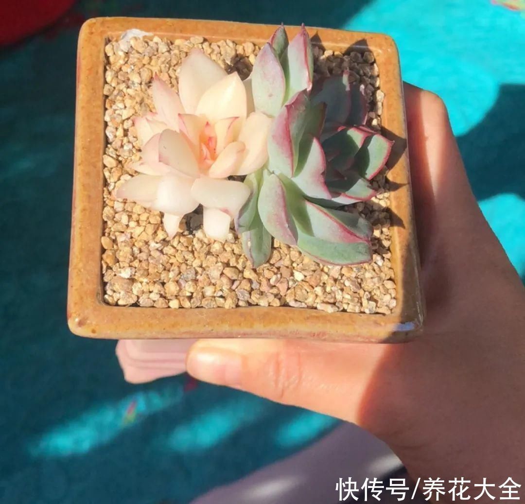 室内养多肉,也能养出水晶果冻色,任谁看到都说好
