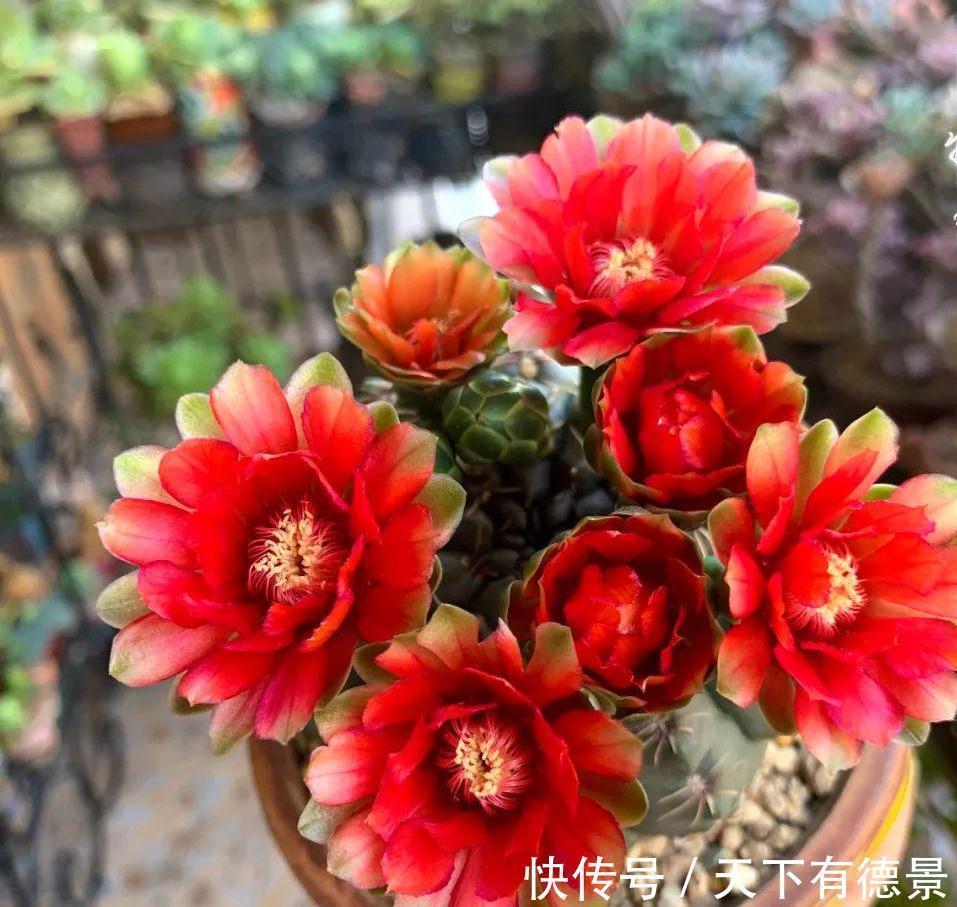 适合懒人养的“6种花”,不只是好养,还寓意好,利于健康