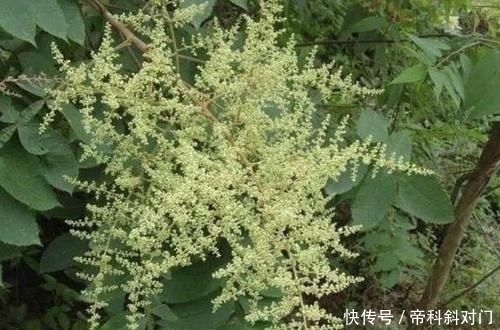 高度|山坡下的1种“盐肤木”,高度有2米,枝叶好看、奇特,分布范围广