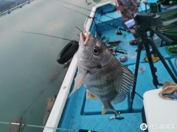 钓饵|颠覆传统内海垂钓方式，从环境鱼情出发，深度解析飘饵钓独特之处