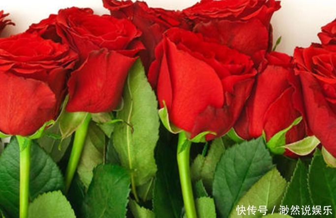 如何养玫瑰花 如何养玫瑰花