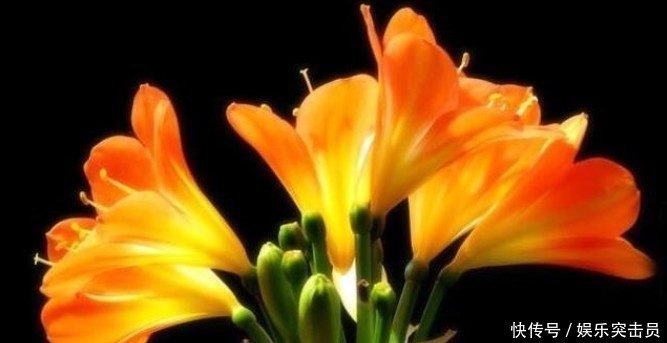 烂根|君子兰烂根后正确处理方法介绍