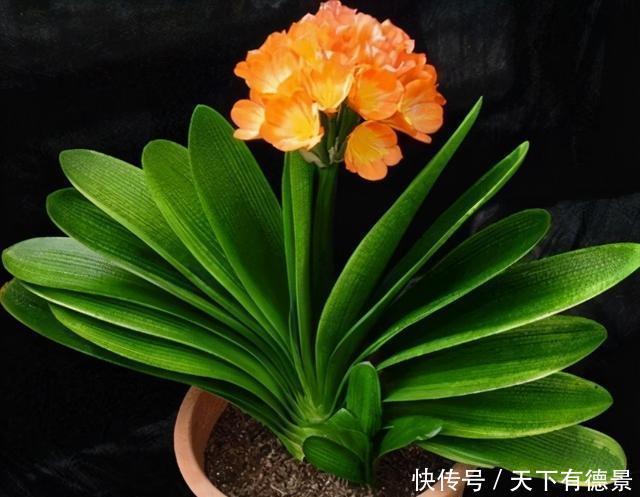 为啥好多人都养不好君子兰?把握好这一点,随便养养就开花