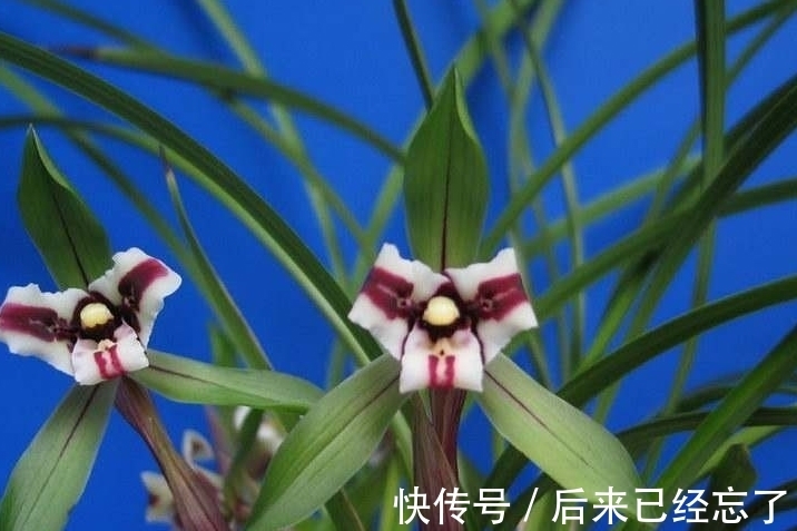 兰草促花有窍门,做好这5点,兰草花苞长得多,年年能开花