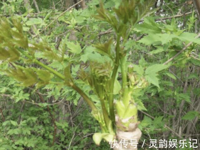 “1种杂草”曾被当柴烧,殊不知是“盆景树”,养2年,1盆值100