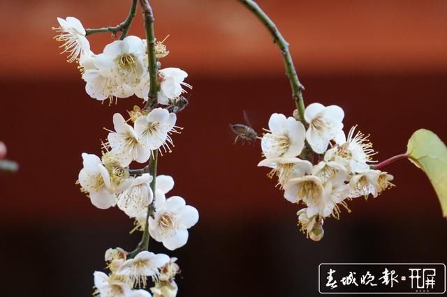 香飘百年！宾川鸡足山百年古梅开花了