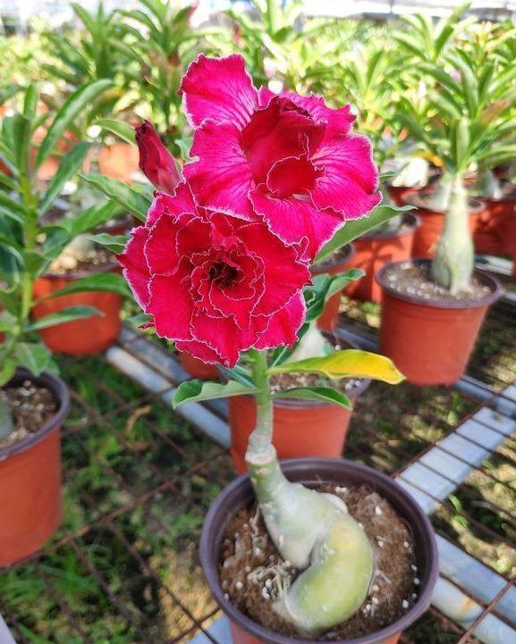 光照|沙漠玫瑰不开花简单“4步”操作，30天开成“玫瑰树”