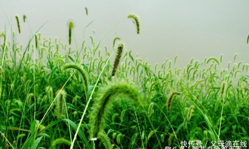 老年|农村很普遍的野草，过去常被人们拿来喂牛羊，殊不知有多种用途