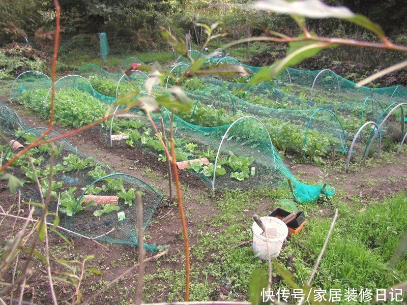 院子|一楼房子买不得？自住7年的我来告诉你，带院子利大于弊