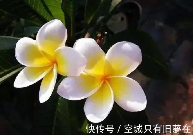 世界上十大最美的花,彼岸花排第二!