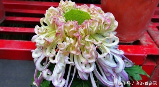 喜欢菊花,不如养盆“菊中珍品”沽水流霞,艳似娇霞,份外夺目