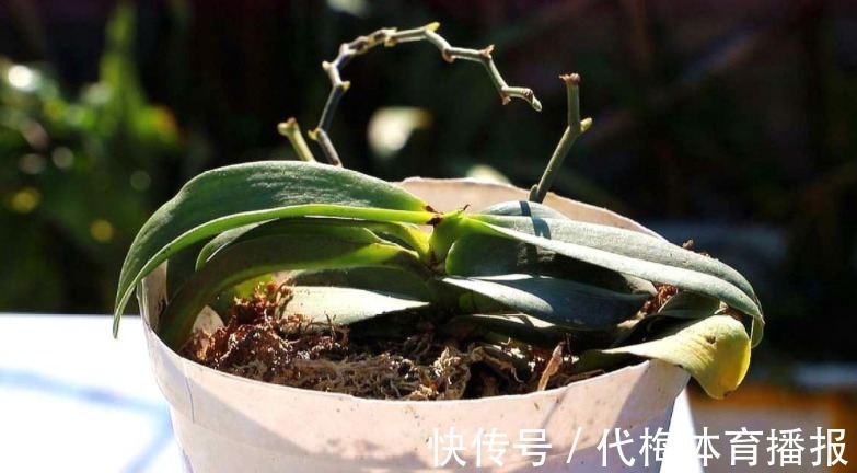 浇水|蝴蝶兰被扔路边,捡回去能养活吗?按这4点操作,开花长叶子易