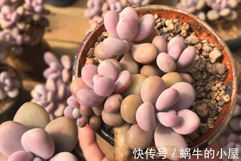 多肉品种何其多，唯有桃蛋是最爱