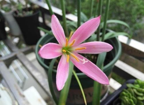 新手|新手养护花卉,就养沾水就爆盆的花卉,枝繁叶茂,花期还很长!