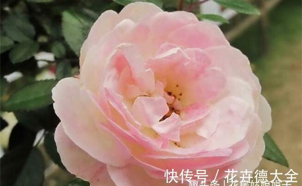 值得入手的6款月季花，花型标准花期长，漂亮又好养，阳台也能种