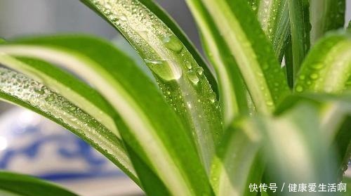 吊兰的培育方法好学吗非常简单一棵吊兰，一年就能分出很多盆！