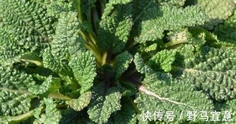 慢性单纯性咽炎|它是咽炎的“救星”,喝水时加一点,养咽护喉,一天比一天好