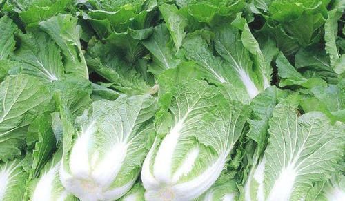 4类人被医生点名:白菜要尽量少吃,最好不吃?告诉你原因!
