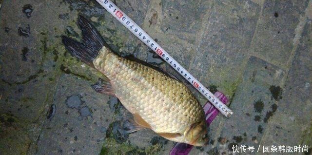 水域|鲫鱼，不受欢迎的原因有这三点，你知道吗
