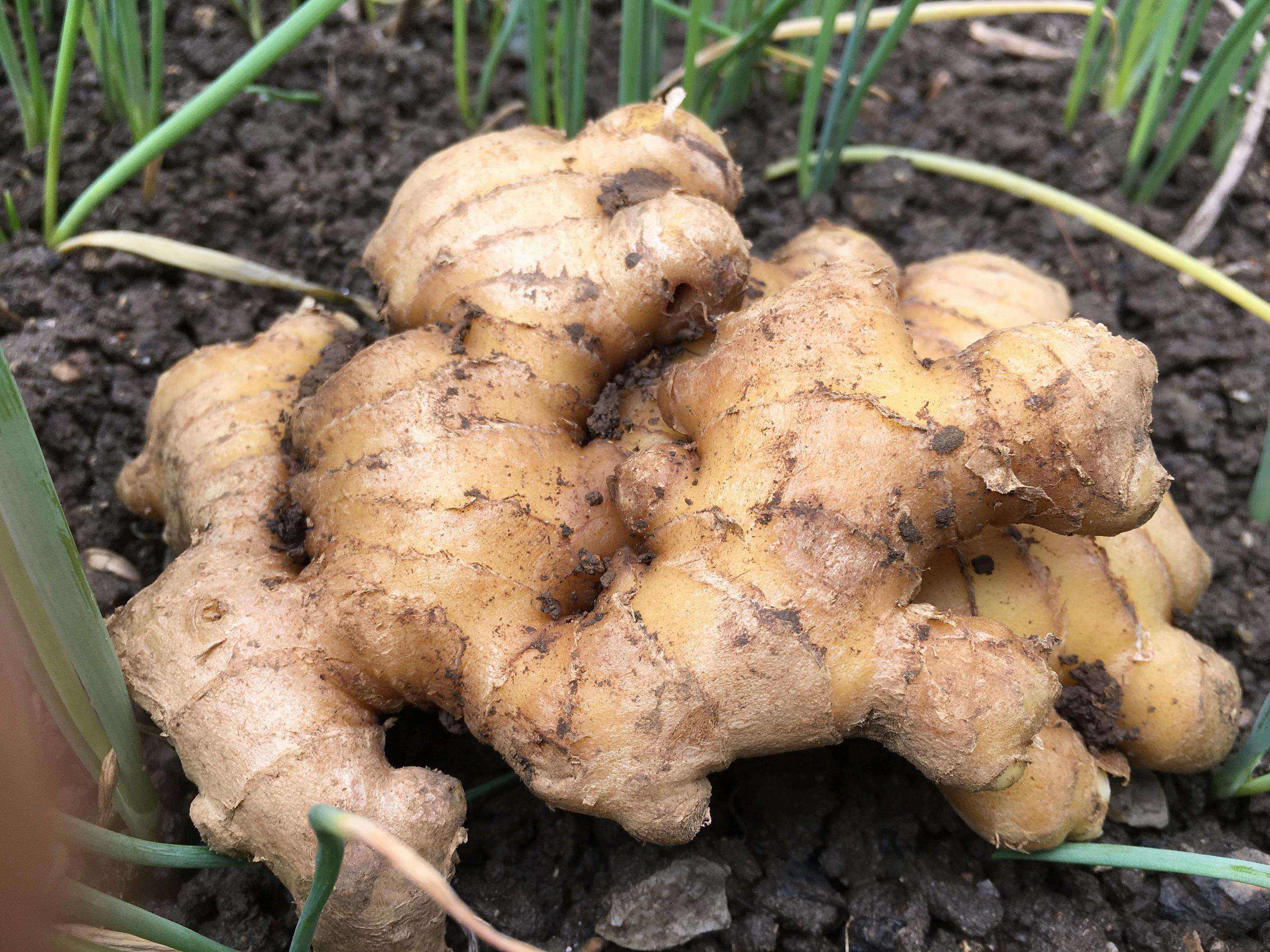 手脚冰凉|一味“温暖”的中药,内服解表散寒,用它泡脚搞定“手脚冰凉”!