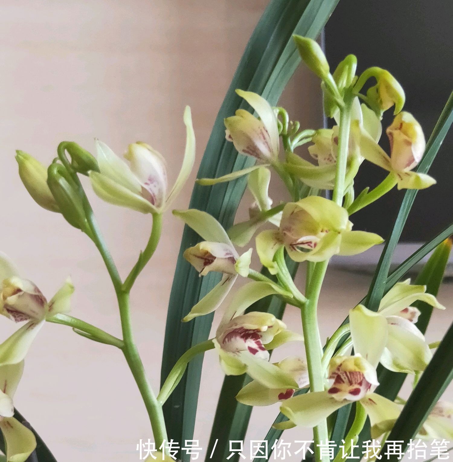 养护|养兰花要注意秋老虎，一不小心根部就发黑，发黑原因和解决方法