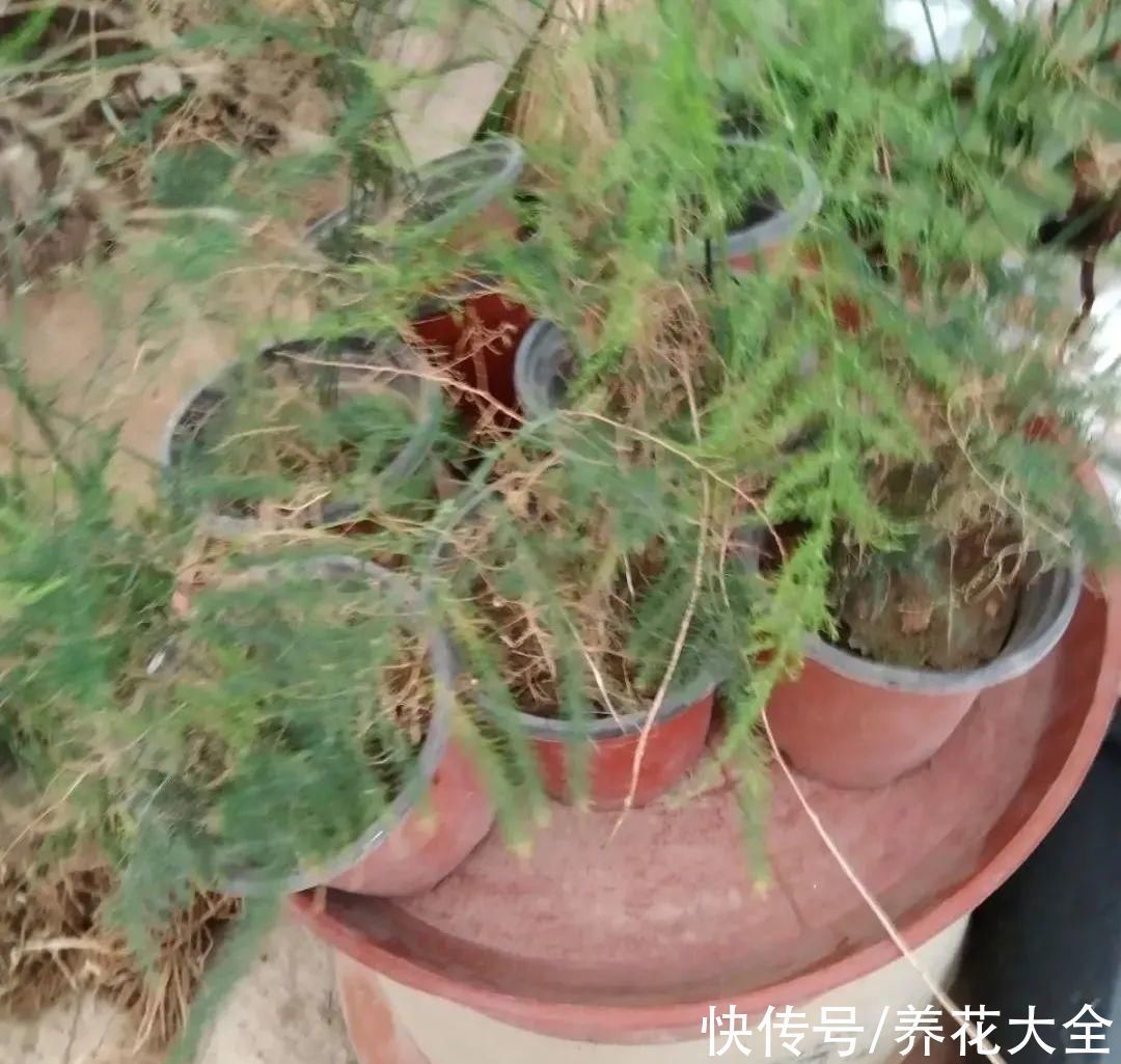 文竹|养花大棚倒闭，“贵货花”路边扔了一地，后悔没带个大麻袋