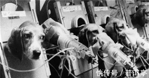 实验室|为证明抽烟无害,英国公司让狗每天抽100支烟,结果只换来6个字