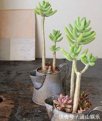 多肉植物|多肉“上天”啦,太能搞笑啦,咔嚓砍了头,变成“伪老桩”